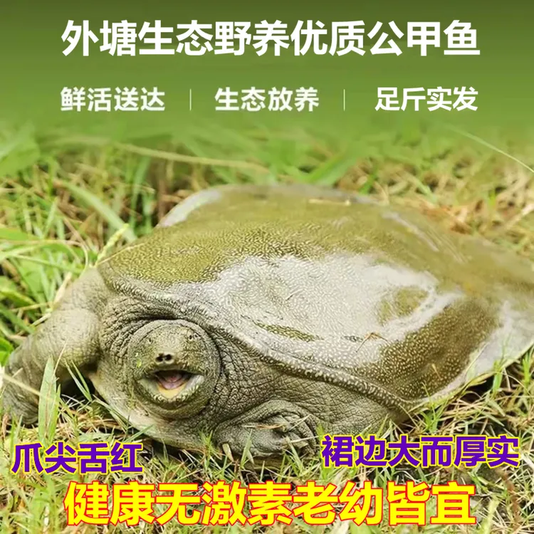 青黄背嘉兴正宗外塘放养甲鱼鲜活中华老鳖食用生态野养水产王八