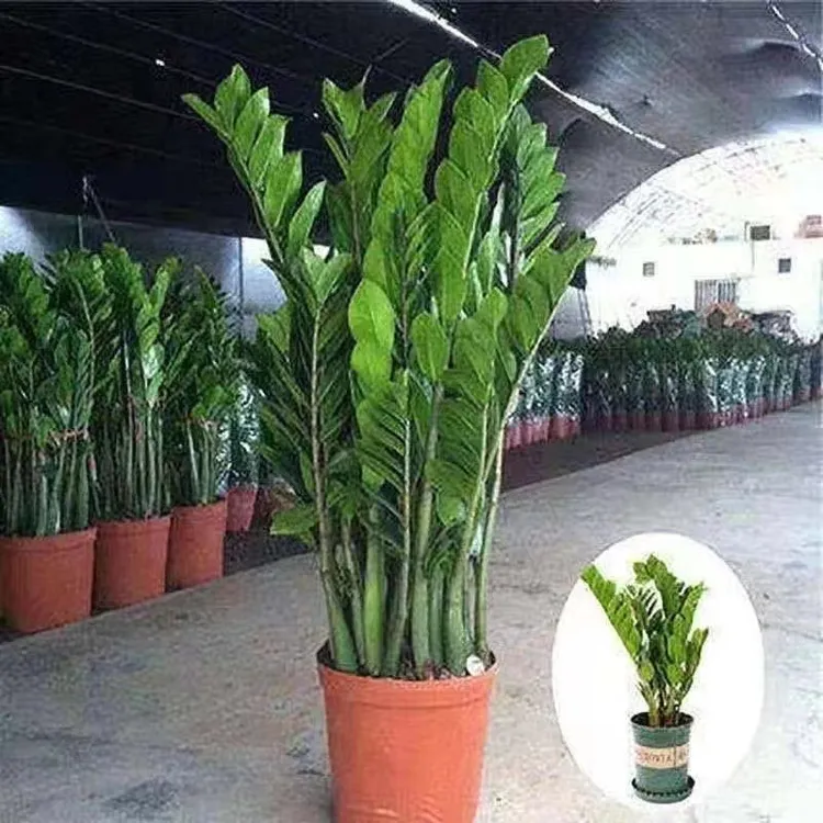 金钱树盆栽植物室内花卉客厅四季常青好养绿植大摇钱串子小发财树
