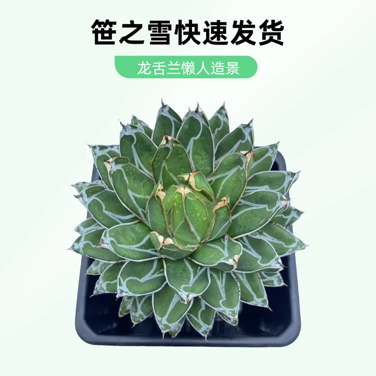 笹之雪龙舌兰沙生造景懒人植物 厂家直销 正品 精品  正宗 