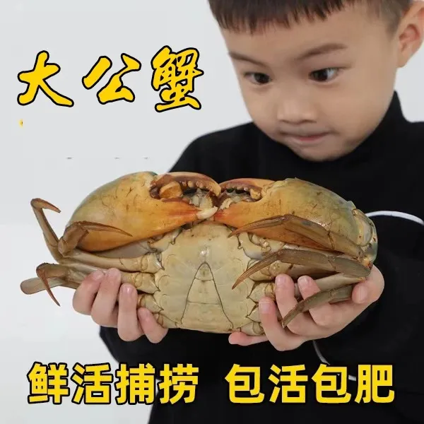 正宗三门青蟹 鲜活特大公蟹肉蟹 海鲜水产大螃蟹中秋礼盒装顺丰