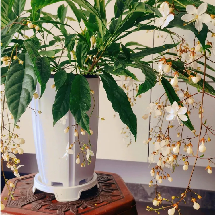 垂丝茉莉带花苞泰国室内花卉绿植大苗养护简单顺发货