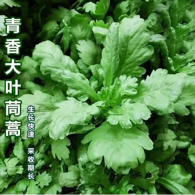 大叶茼蒿清香桐花菜大叶蓬蒿菜耐热耐寒大田皇帝菜火锅蔬菜