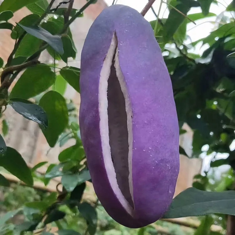 【顺丰包邮】云南猴城八月瓜5斤装10斤装热卖中 农产品口感食用