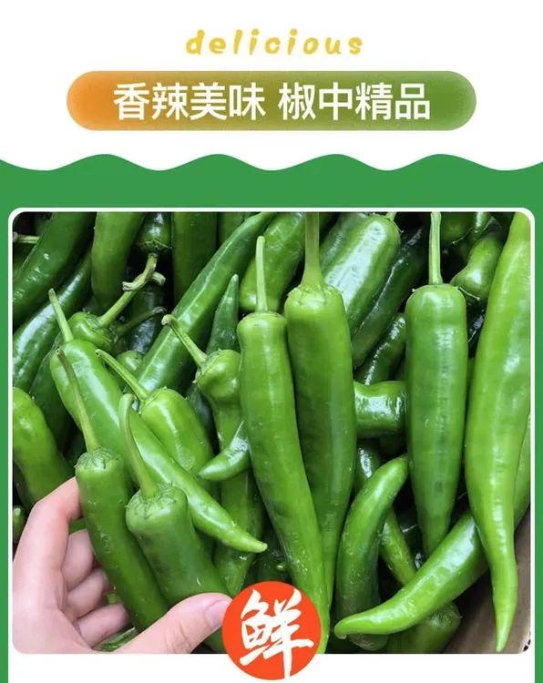 新鲜55号中辣牛角椒适合做虎皮椒炒鸡蛋皮薄肉厚农家种植