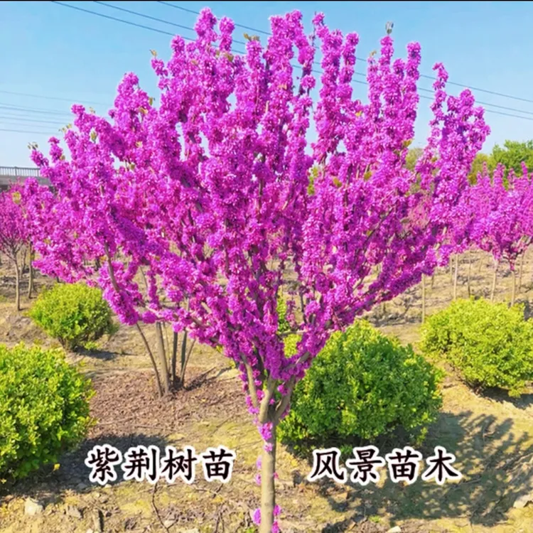 紫荆花苗紫荆树苗独杆满条红庭院花卉丛生绿化工程苗木风景大树