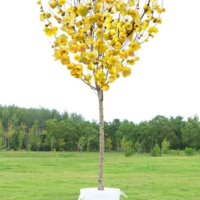腊梅花树苗 红梅庭院绿化冬季开花浓香型花卉素心腊梅花耐寒地栽