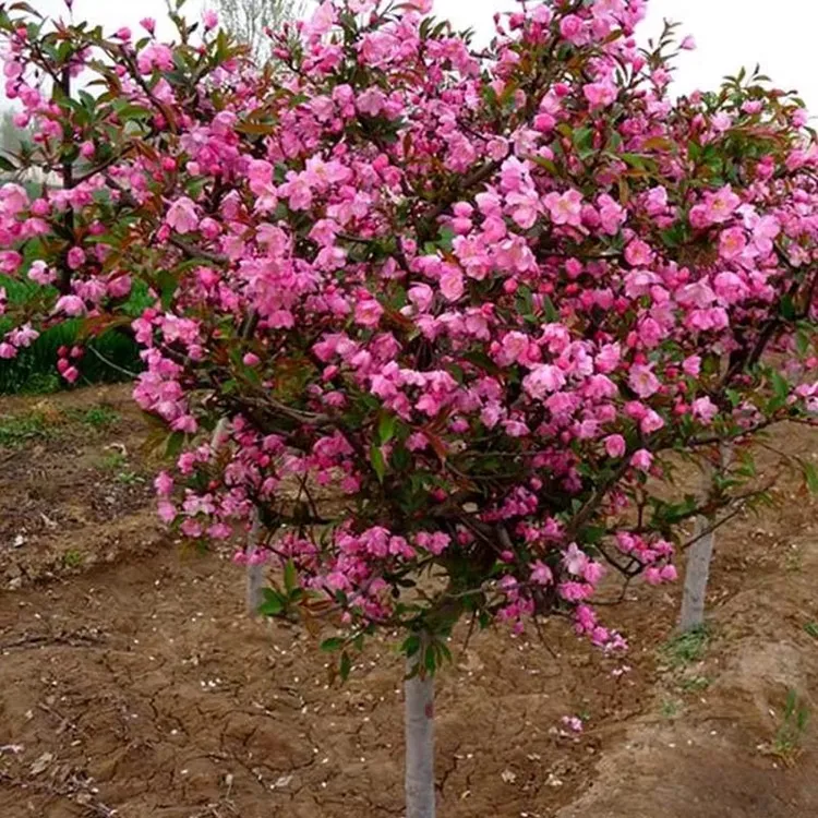 海棠树苗西府海棠垂丝海棠小苗庭院盆栽耐寒风景树高杆北美海棠苗