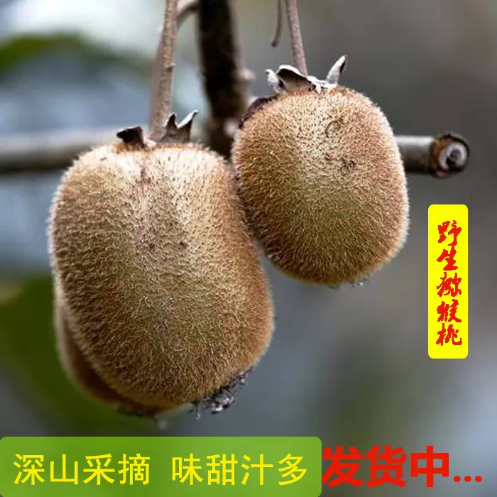 猕猴桃甘肃秦岭山脉陇南的原生态野生猕猴桃山里新鲜采摘5斤包邮