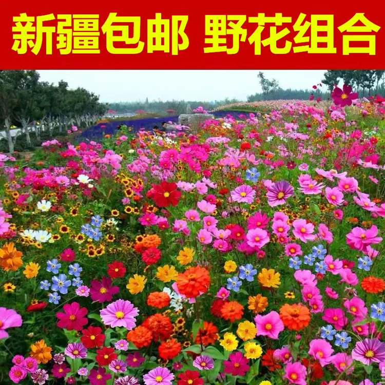 新疆包邮花种子组合波斯菊花种格桑花种籽花籽庭院室外太阳花室内