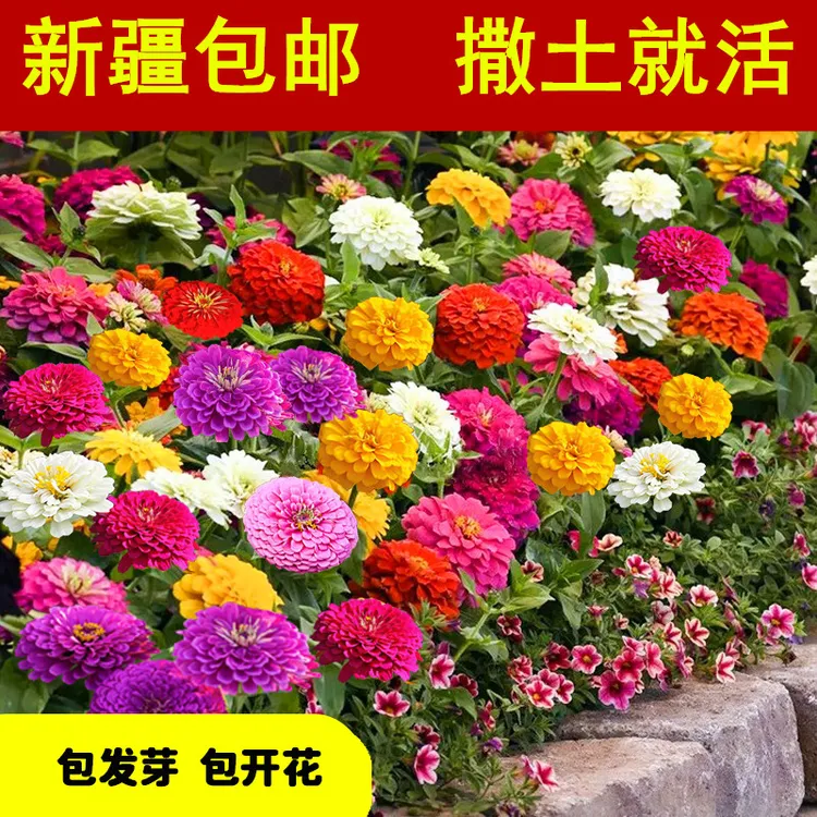 新疆包邮四季易种百日草花种子道路庭院百日菊室外绿植花籽子西