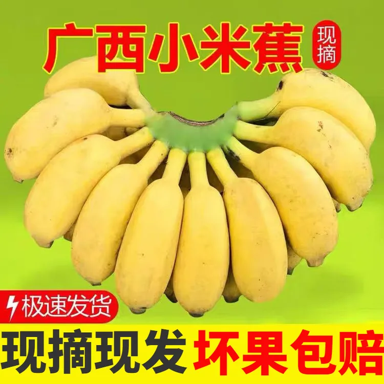 正宗广西小米蕉新鲜水果现摘小香蕉芭蕉薄皮整箱发货酸甜软糯