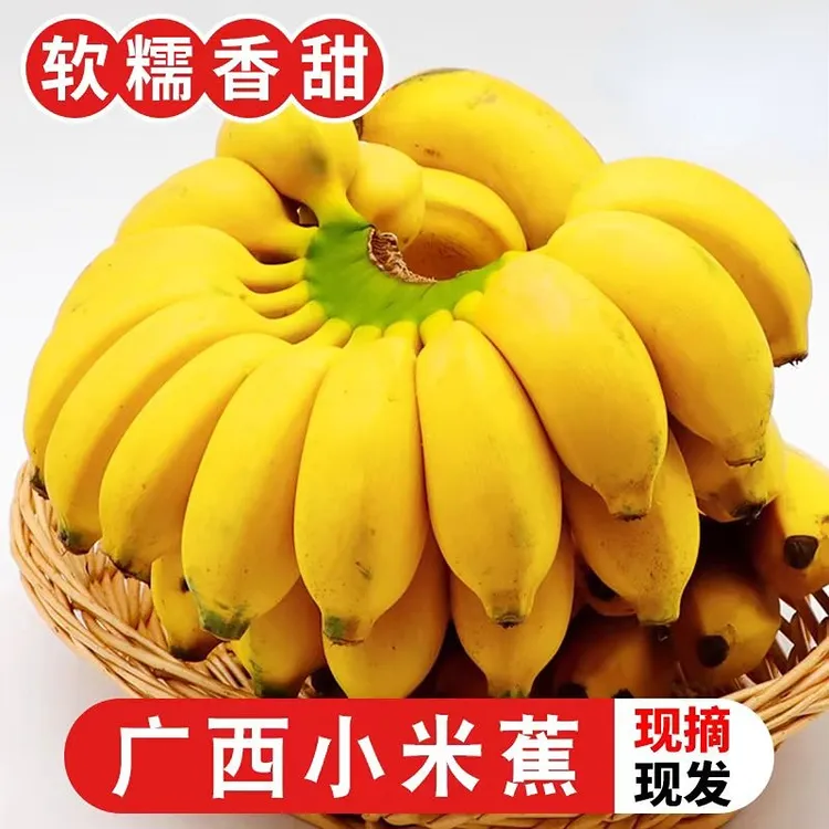 正宗广西小米蕉香蕉新鲜水果小香芭蕉苹果蕉自然熟当季整箱包邮