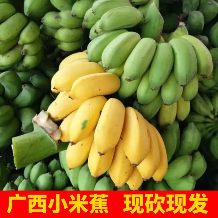 【整串小米蕉】广西小米蕉当季新鲜水果芭蕉苹果蕉西贡蕉整箱批发