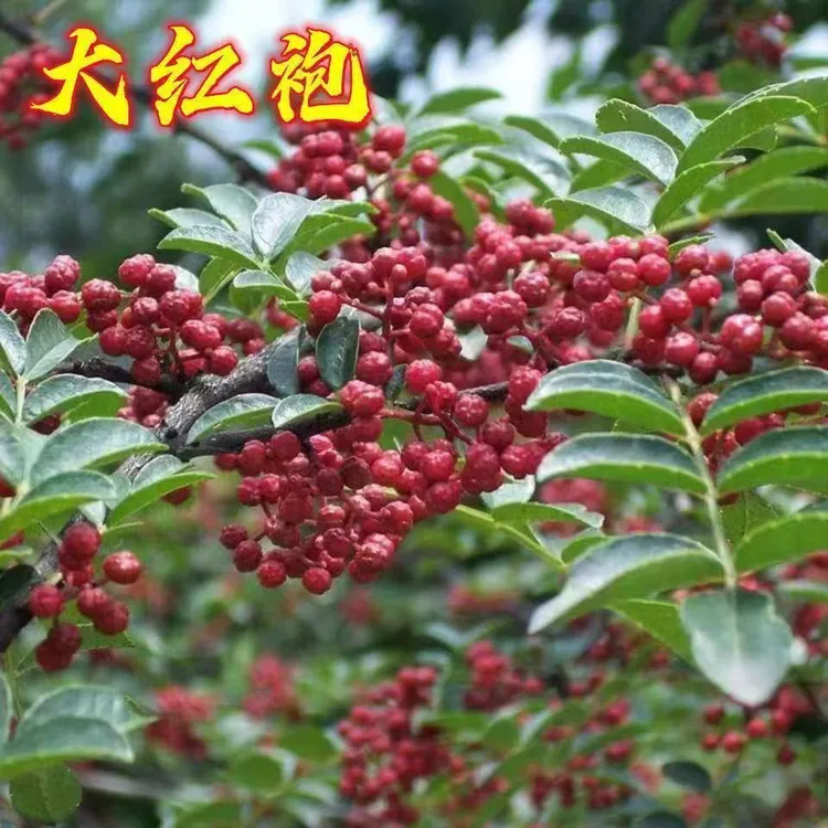 花椒树苗新品高产大红袍九叶青花椒树大苗南北方盆栽地栽当年结果