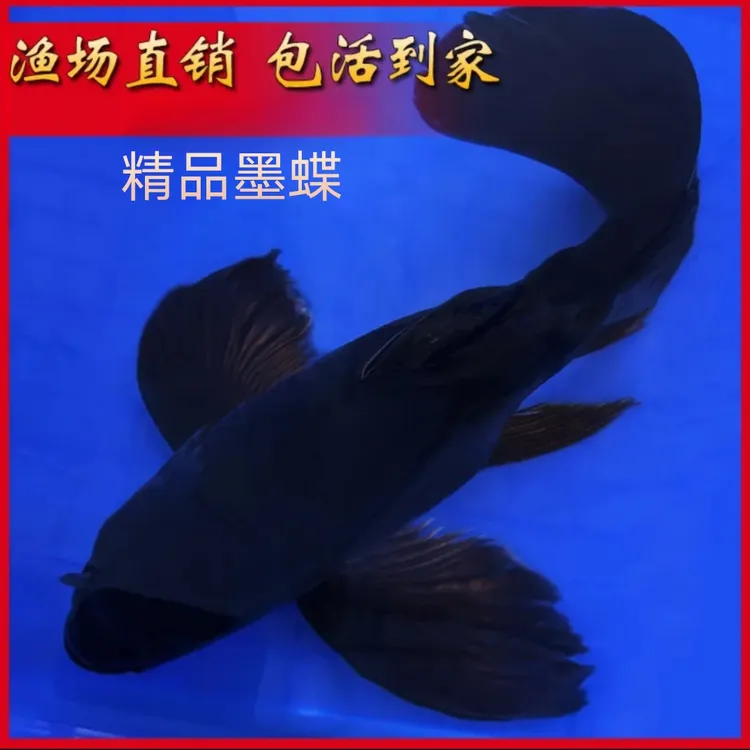 精品布里斯托金鱼