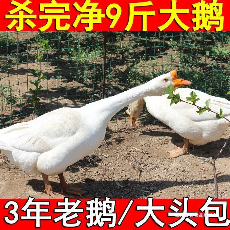 丽丽家散养2年大白鹅土鹅老鹅新鲜宰杀山东顺丰包邮