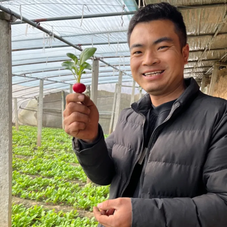 福利款，天津沙窝萝卜，3斤半樱桃小萝卜，产地直发，京东包邮！