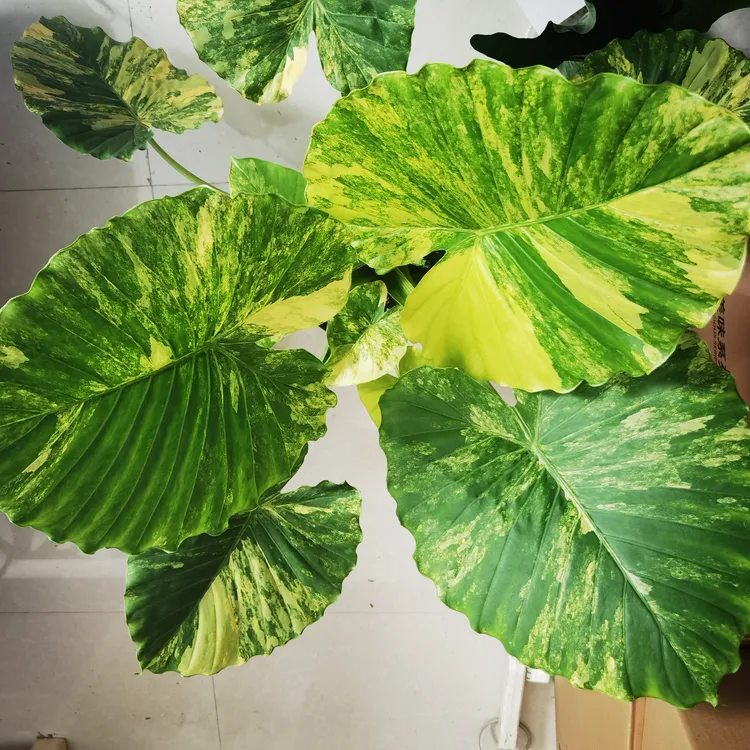 黄金象耳芋（青州田园里园艺场）