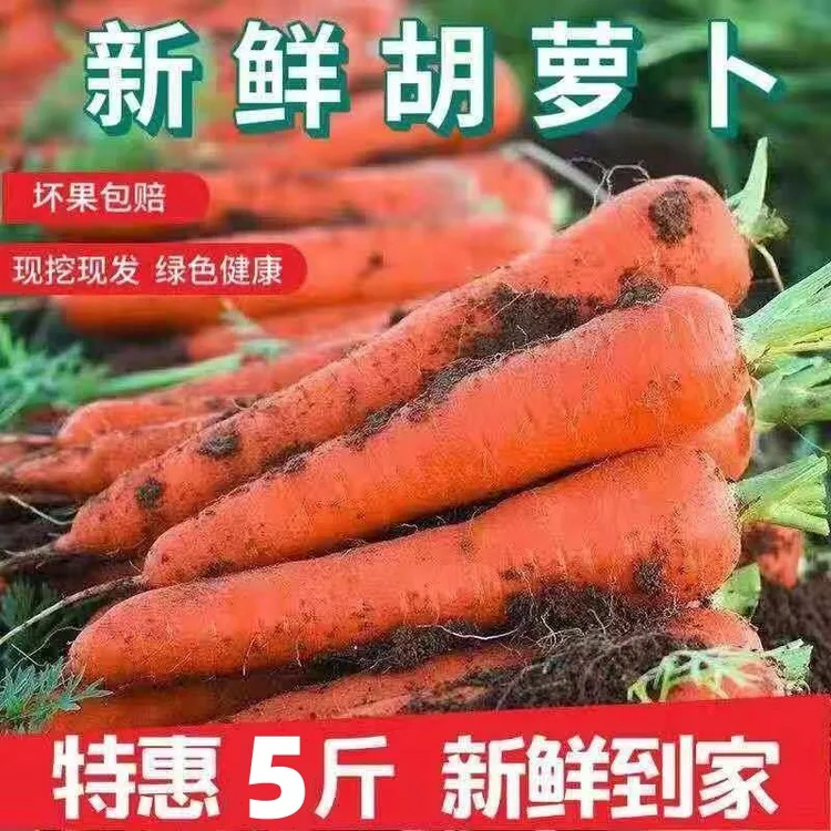 【农家自种】沙地胡萝卜红萝卜新鲜脆甜农家自种水果萝卜蔬菜批发