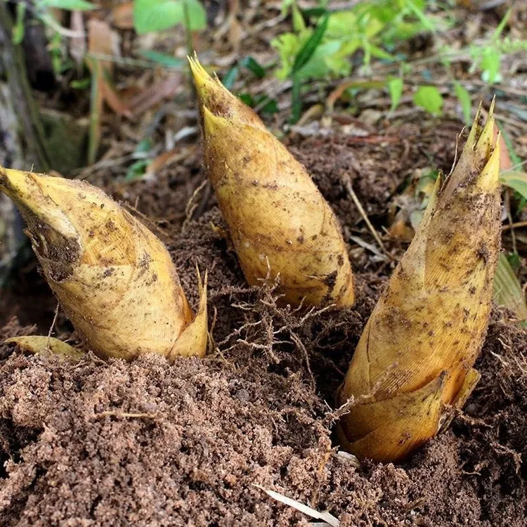 2025年浙江丽水龙泉新鲜黄泥冬笋高山竹笋鲜嫩现挖5斤高山黄泥笋