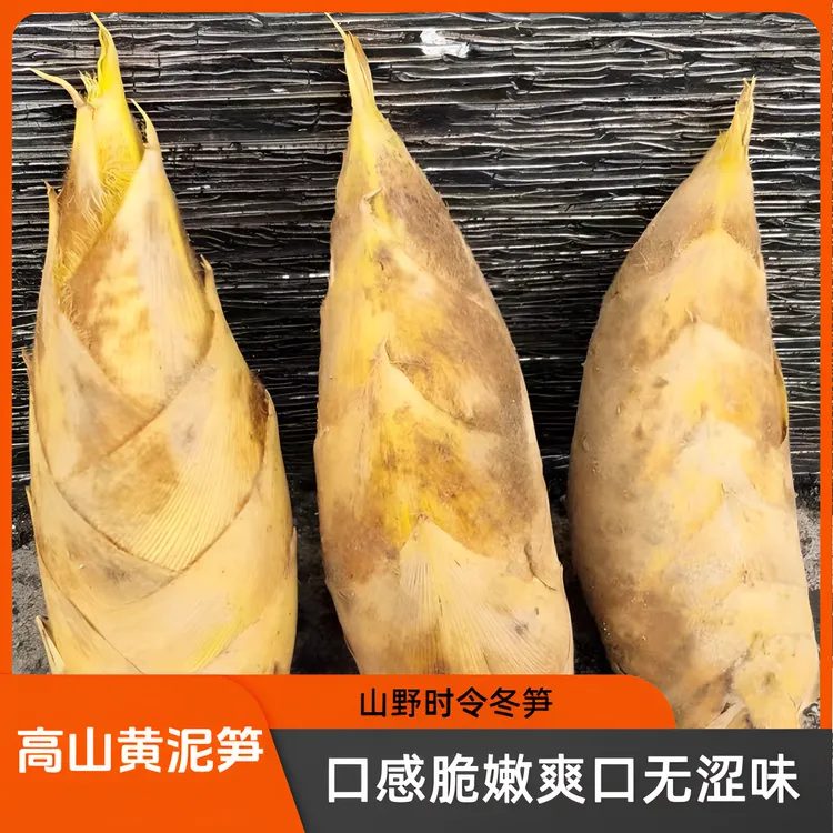 2024年浙江丽水现挖黄泥笋产地新鲜天然脆嫩爽口质量山野时令冬笋