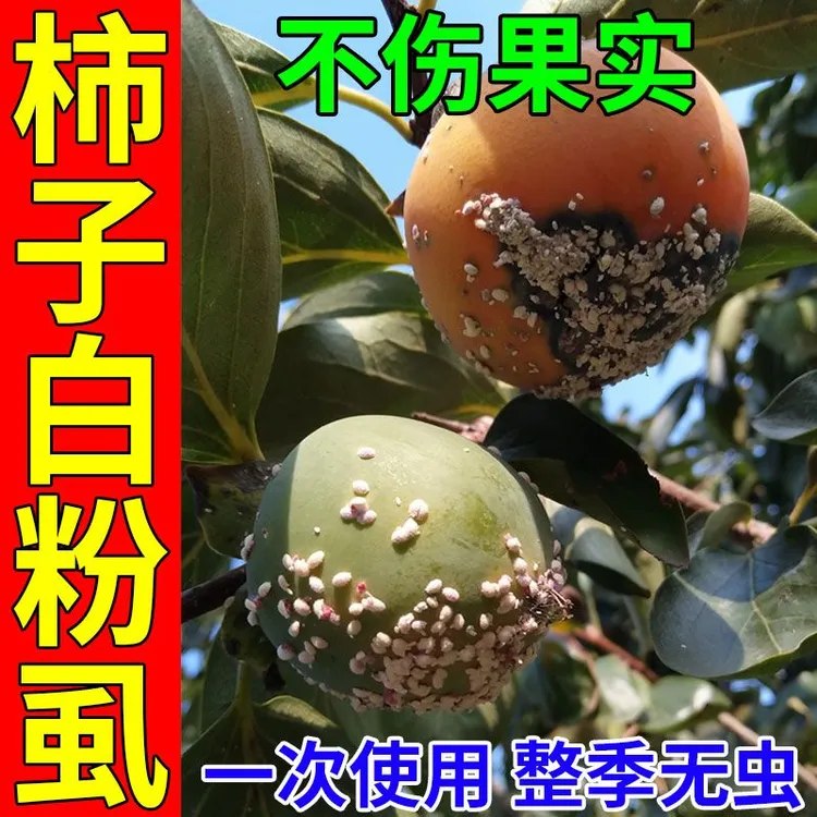 柿子树白粉虱防虫害柿子白粉虱柿烘虫蚧壳虫防卷叶病炭疽病叶面肥