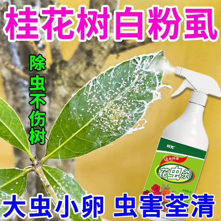 桂花树白粉虱专用营养液除虫剂蚧壳虫红蜘蛛吉丁虫刺蛾蛀心虫肥料