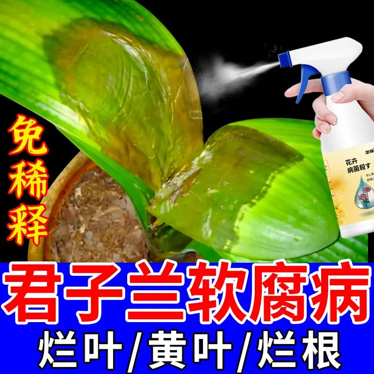 君子兰软腐病专用营养液防黄叶烂根白粉炭疽病灰霉根腐叶斑病肥料