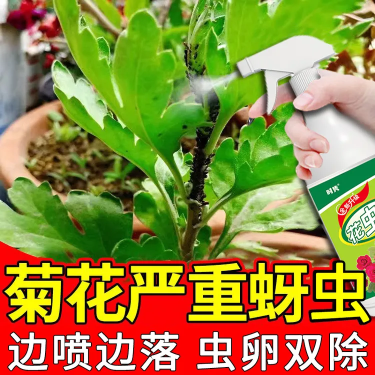 菊花除虫剂营养液花卉菊花生虫专用蚜虫红蜘蛛腻虫蜜虫蚧壳虫肥料