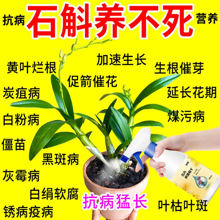 石斛黄叶病专用营养液铁皮石斛枯萎黄叶烂根黑斑叶斑生根壮苗肥料