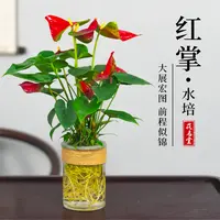 HUAMINGTANG/花名堂水培红掌盆栽