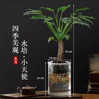 小天使绿植水培蔓绿绒盆栽老桩室内春羽观叶植物网红北欧ins风