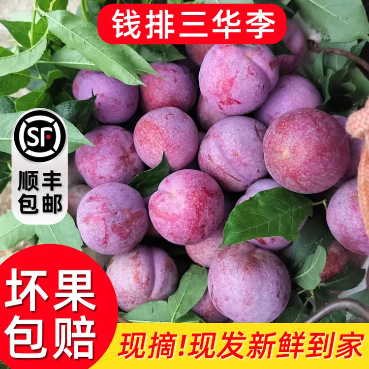 【现摘现发顺丰包邮】正宗广东钱排红心三华李孕妇水果李子3斤起