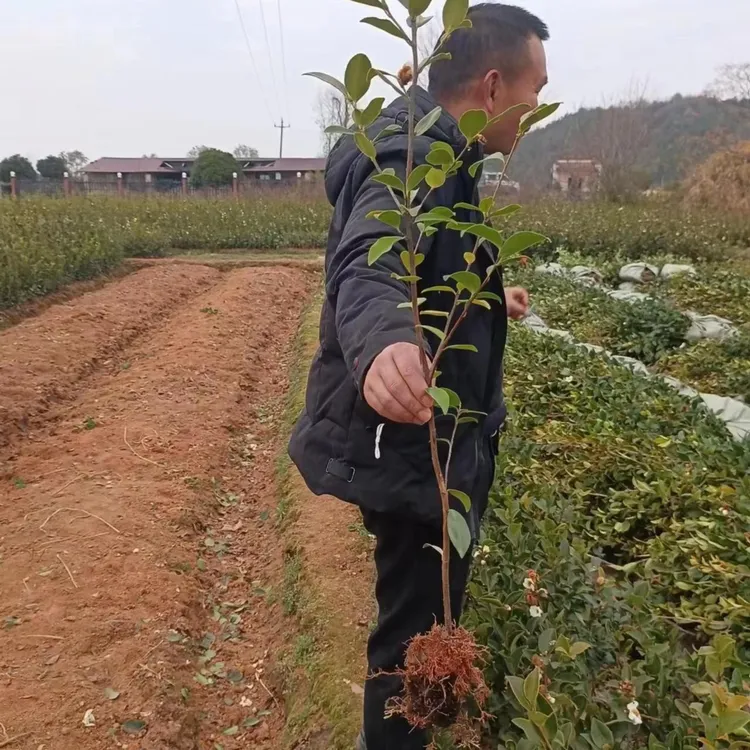 50株大皮红果氢气质容器苗油茶树苗高产嫁接油茶苗