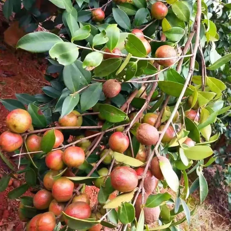 长林50株2年50-80公分嫁接油茶苗红皮4号40号53号品种混合发货