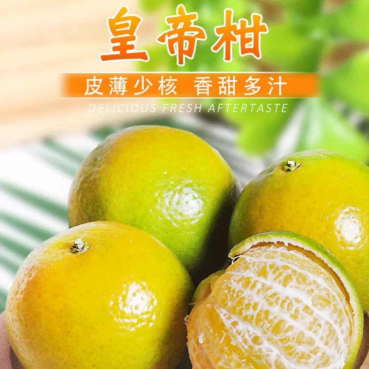 【主播专属】广西武鸣皇帝柑5斤保温箱发货个头不大乒乓球大小