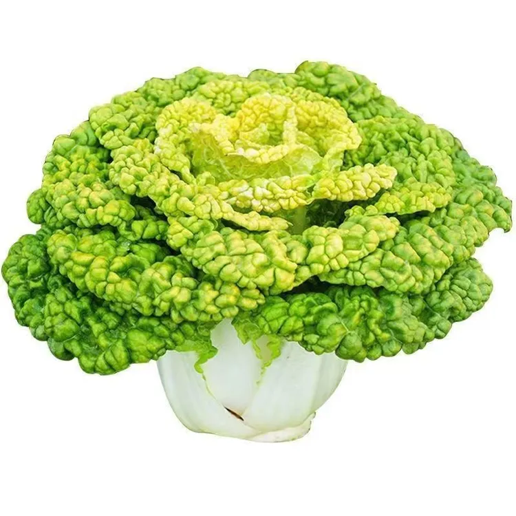 黄心乌塌菜种子高产高钙养心菜种子耐寒四季播种蔬菜阳台农家易种