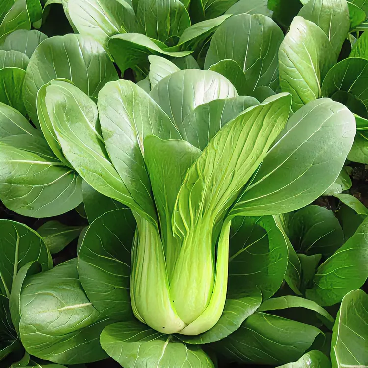 上海青菜种籽四季高产易种植小青菜种孑白菜蔬菜阳台种菜蔬菜种子