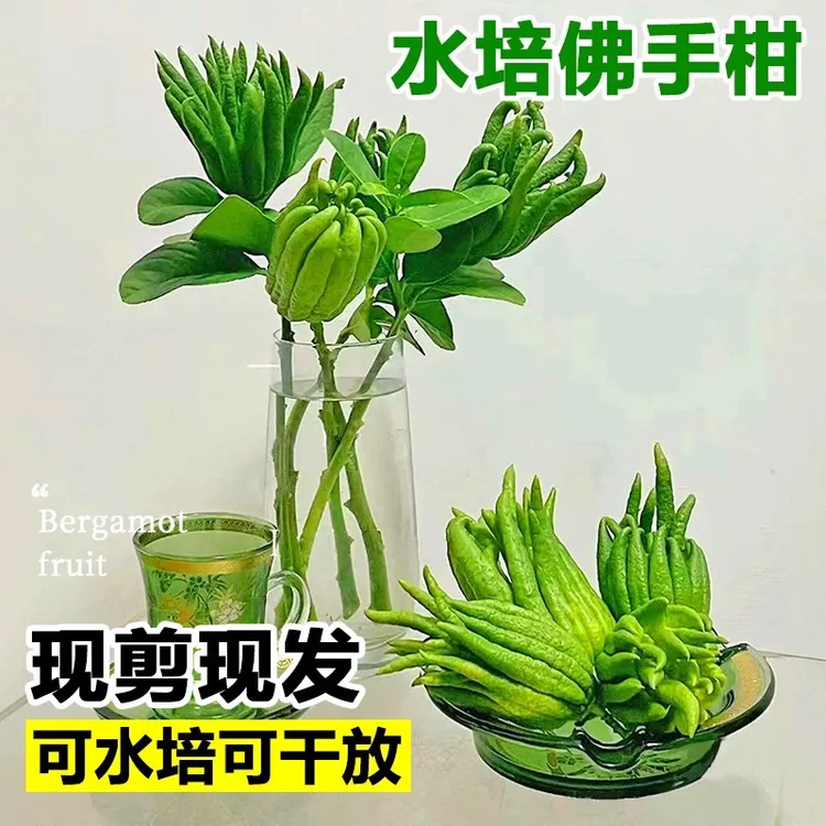 新鲜佛手柑水培佛手果可观赏可食用绿植摆件水果佛手柑果柑鲜果