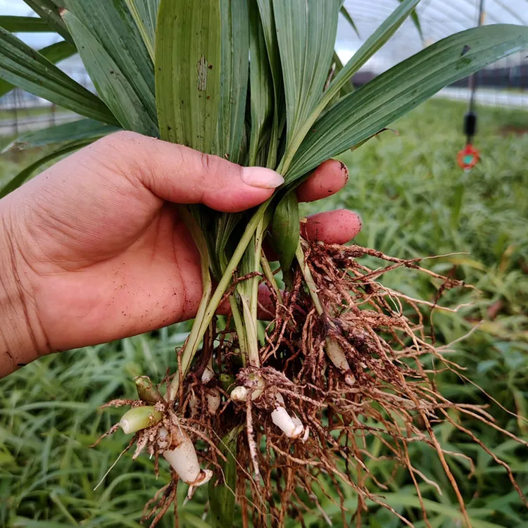 白芨苗紫花三叉中宽叶白芨种植大白芨驯化苗基地直发白芨苗子批发