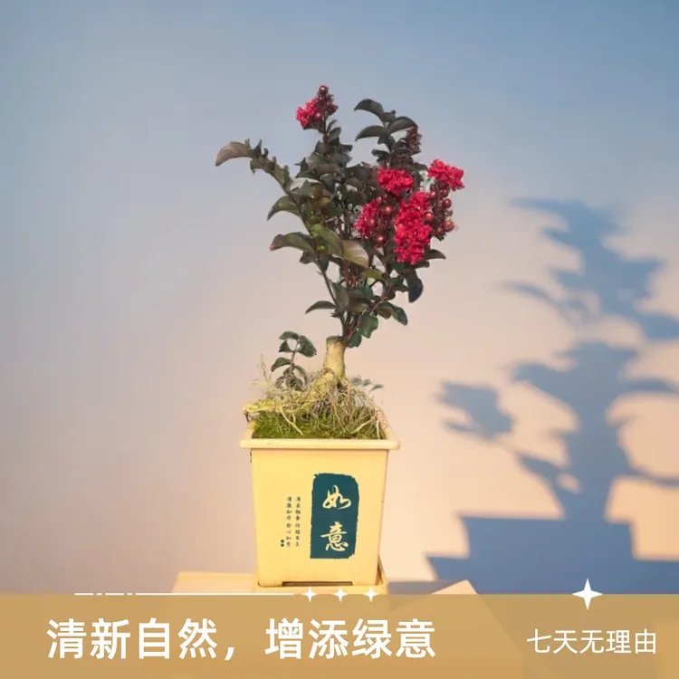 紫薇花盆栽带花苞发货老桩百日红花卉阳台庭院好养盆景耐高温植物