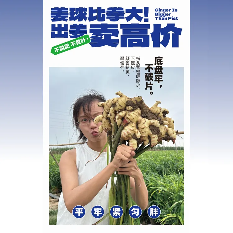 生姜高产拳头姜套餐定金：定就送好植力水溶肥