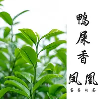 鸭屎香|单枞茶|2025年高山头春|单丛茶银花香|蛋蛋的茶单丛茶