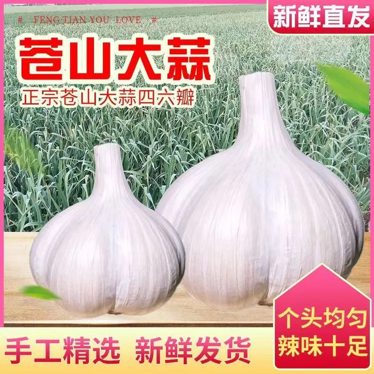 山东苍山四六瓣大蒜正宗可腌可种蒜香浓郁精选1斤3斤5斤苍山大蒜