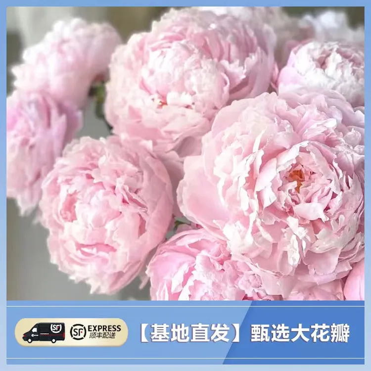 山东重瓣芍药鲜花大花苞基地直发