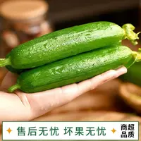 【新品】产地直发现摘现发黄瓜蔬菜净5斤新鲜生吃当季新鲜蔬菜