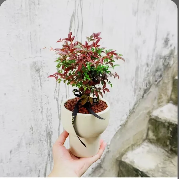 红宝石南天竹桌面款美观产氧净化空气【营养杯发货】【图片仅供参考】