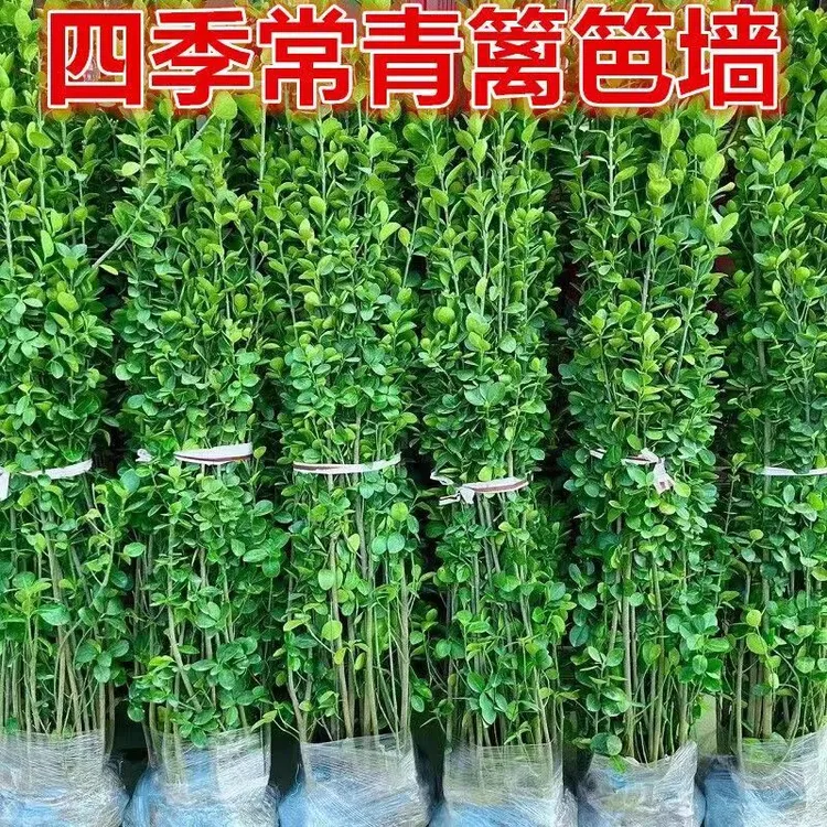 庭院围栏围墙绿篱笆墙丛生北海道黄杨树苗大叶冬青树苗四季常青