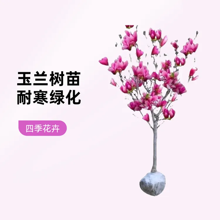 玉兰树苗大型地栽耐寒四季花卉盆栽庭院室内外绿化植物紫多色花苗