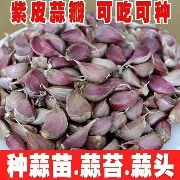 紫皮蒜瓣川蒜寒蒜早熟大蒜种子红皮蒜苖种蒜苔蒜硬叶蒜